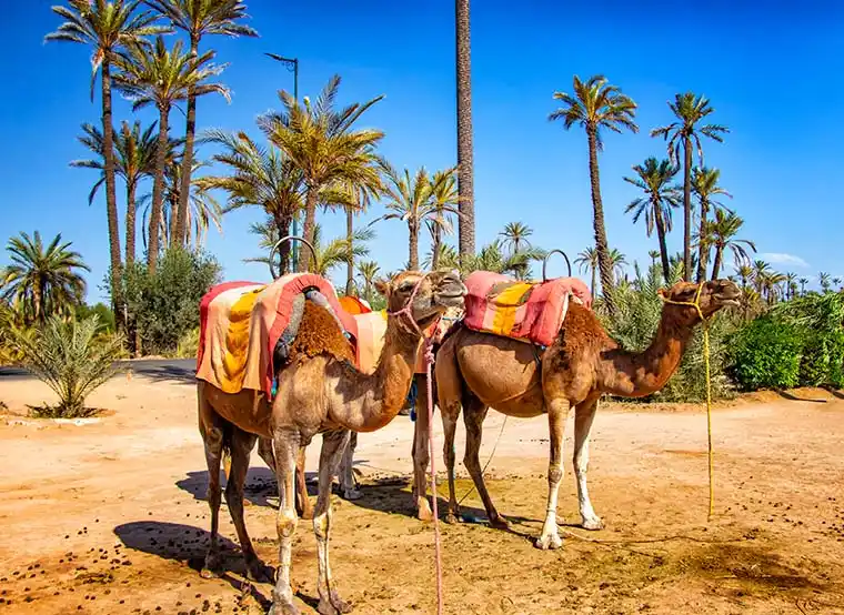 Camel Ride & Leisure in Marrakesh